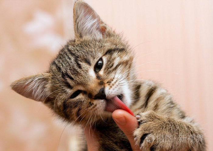 小猫舔手指