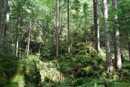 在 vorderer 戈绍湖附近顶石山山景观