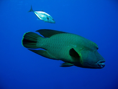 Napoleonfish  蓝鳍鲹鱼