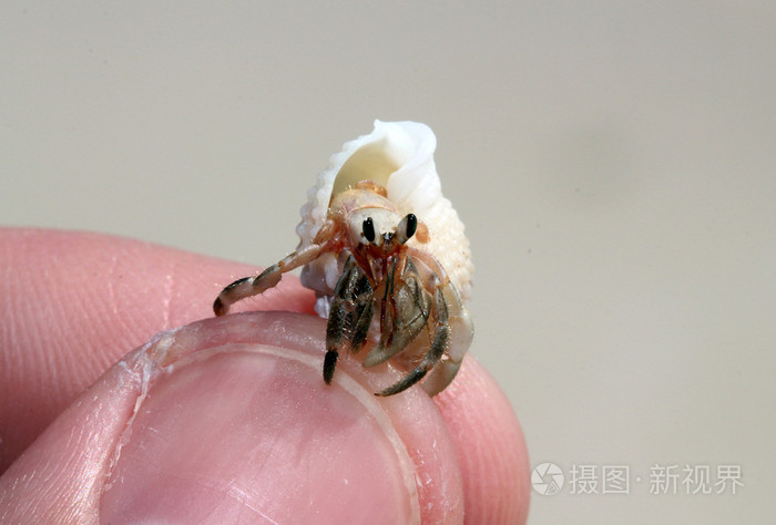 寄居蟹