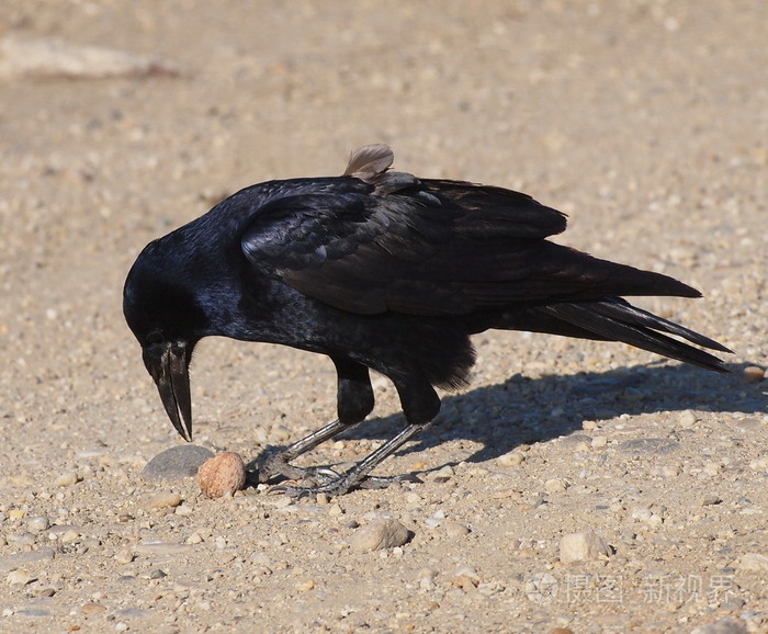 白嘴鸦与核桃乌鸦frugilegus