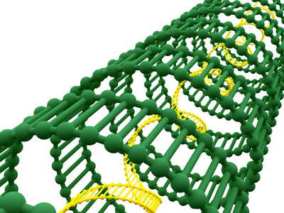 基因在 dna 中