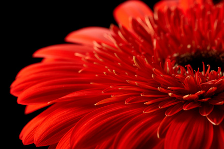 黑色背景上的红色雏菊非洲菊