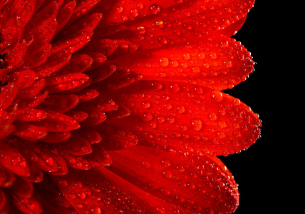 黑色背景上的红色雏菊非洲菊