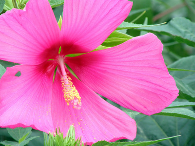 热带花卉