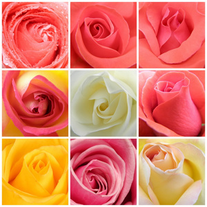 9 张照片来自玫瑰的抽象拼贴画