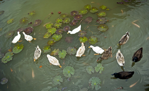 鸭在池塘上