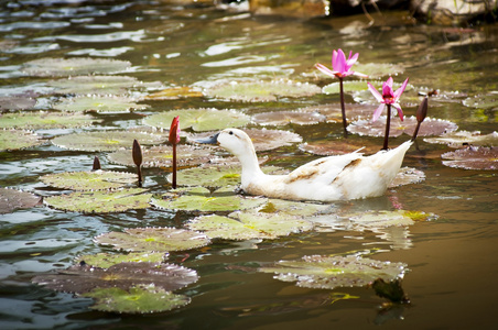 鸭在池塘上