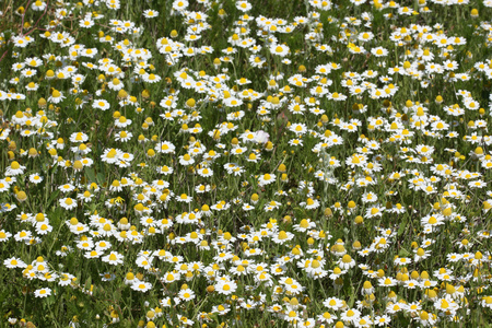 野生字段甘菊花