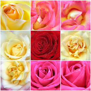 9 张照片来自玫瑰的抽象拼贴画