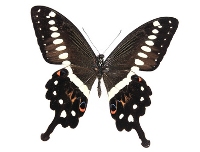 棕色和白色的黑蝴蝶图片