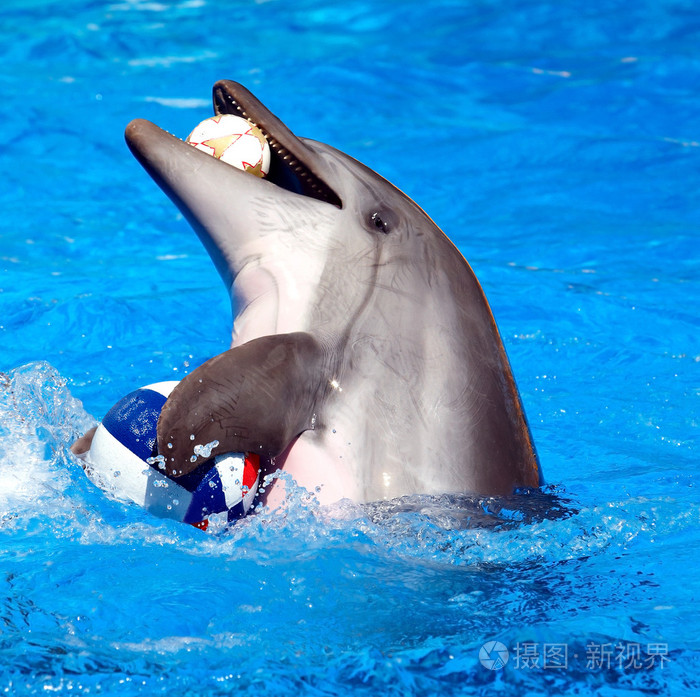 蓝色的水中的海豚