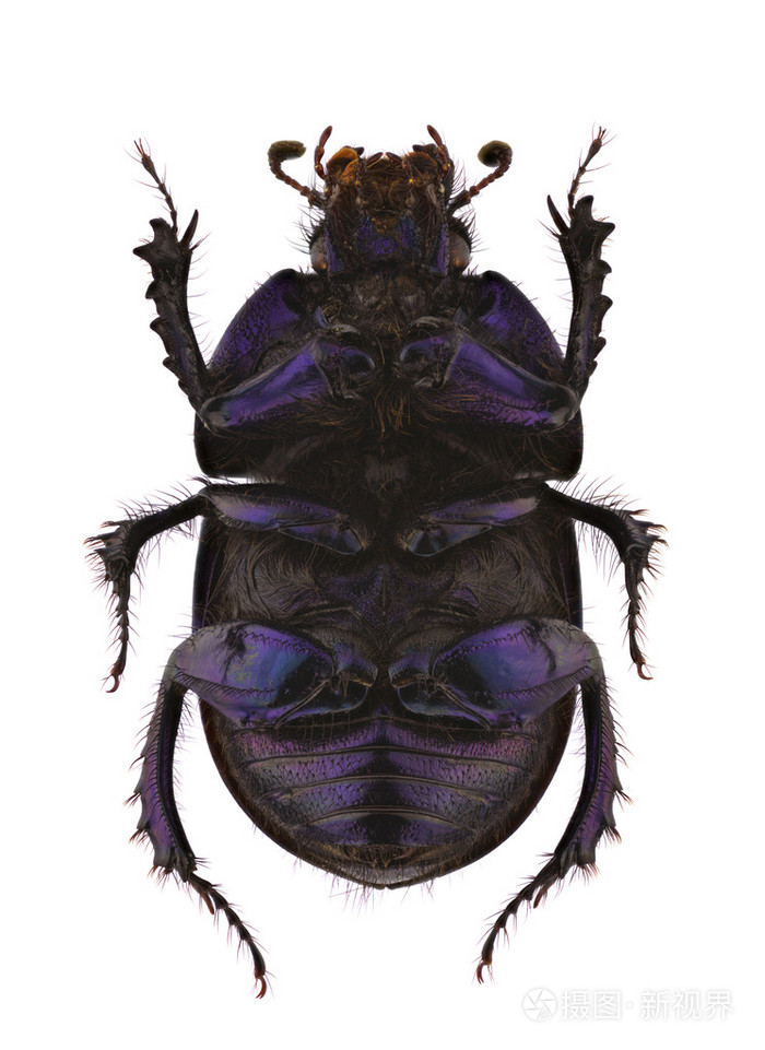 粪金龟粪金龟spiniger