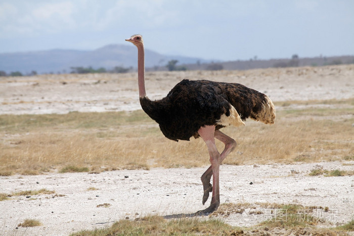 常见鸵鸟驼鸵鸟