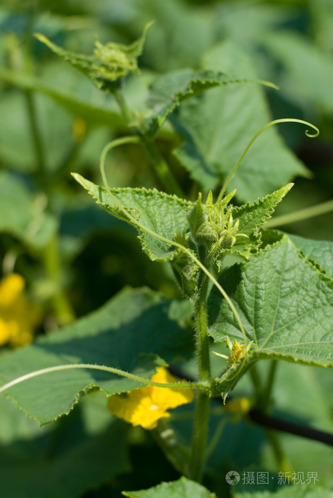 黄瓜卵巢与卷须