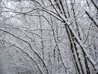 snowcovered 分支在冬季森林