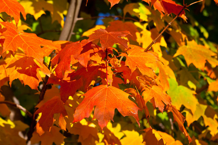 橙色 红色 黄色的枫叶树上秋天秋天
