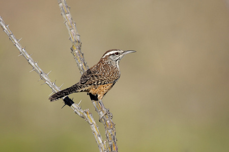 仙人掌campylorhynchusbrunneicapillus