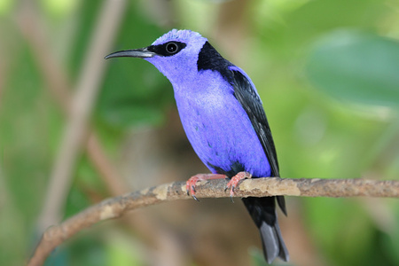 红腿 honeycreeper