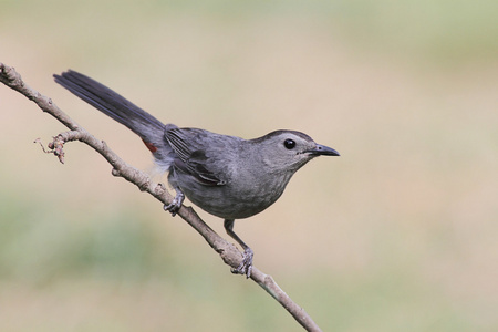 灰色猫声鸟 dumetella carolinensis