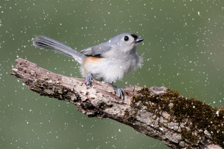 在雪中 titmouse