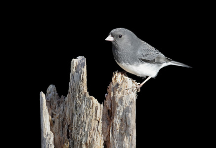 黑眼灯芯草雀图片