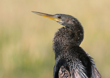 坐在高处 anhinga