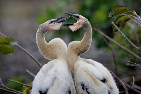 婴儿 anhingas