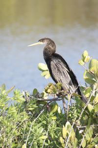 坐在高处 anhinga