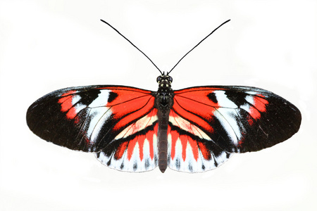 钢琴键蝶Heliconiusmelpomene