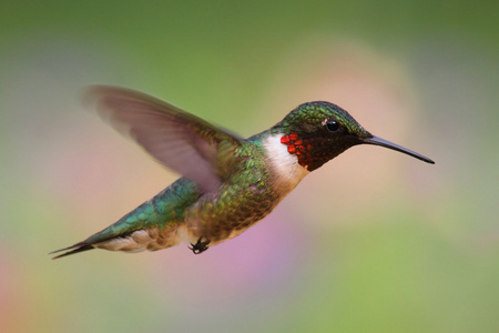 红宝石throated 蜂鸟飞行中