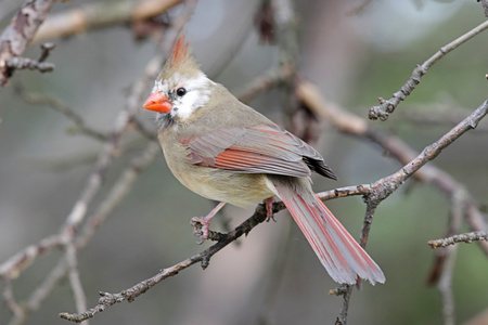 leucistic 北红衣主教