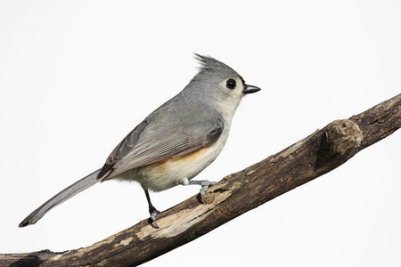 在树桩上孤立的 titmouse