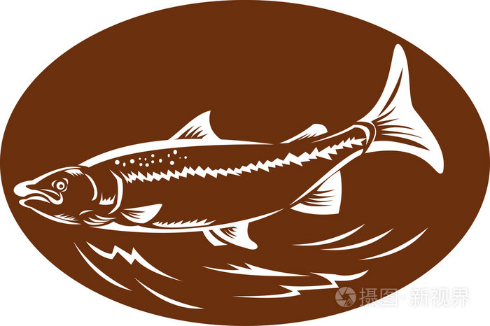 有斑点斑点的鳟鱼鱼复古木刻