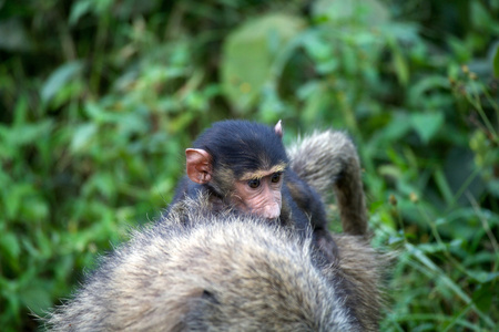 年轻的热带稀树草原狒狒橄榄种族猴
