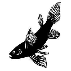在白色背景上的鱼的侧面影像