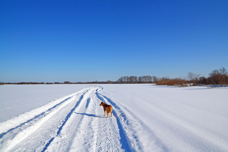 在雪道上的红发狗