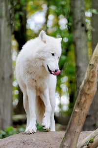 在森林里的白狼