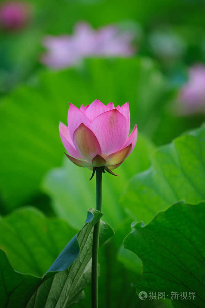 莲花两边翻的照片图片