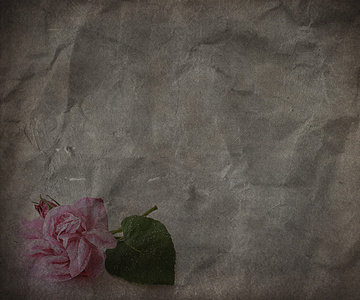花卉纸纹理。旧纸东西与粉红色的玫瑰