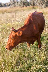 棕色母牛
