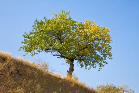 在山坡上的绿树照片