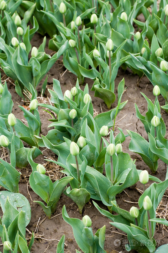 郁金香芽