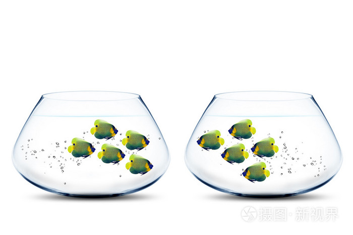 在fishbowls中的神仙鱼的两组
