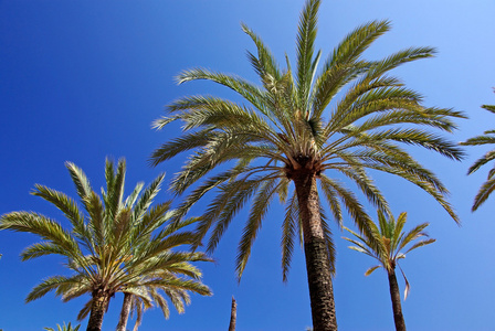 绿色的棕榈树和明亮的蓝色清爽夏日天空