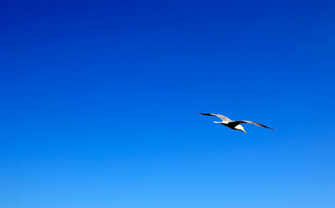 在蓝色夏季的天空中翱翔的海鸥。空的空间为您 des 的