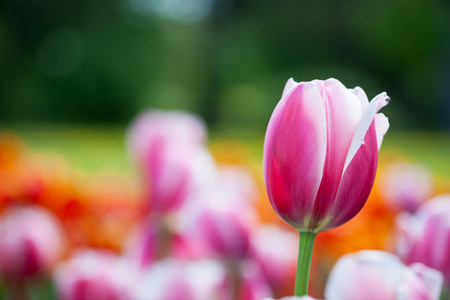 美丽郁金香花开