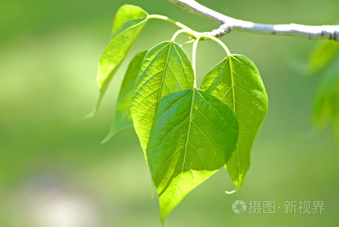 春天树叶