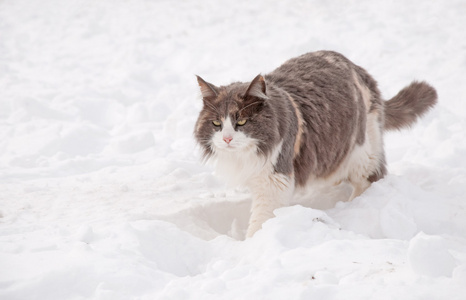 稀释印花布猫走在厚厚的积雪上一个明亮，寒冷的冬天一天