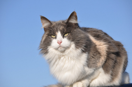 美丽长发稀释印花布猫